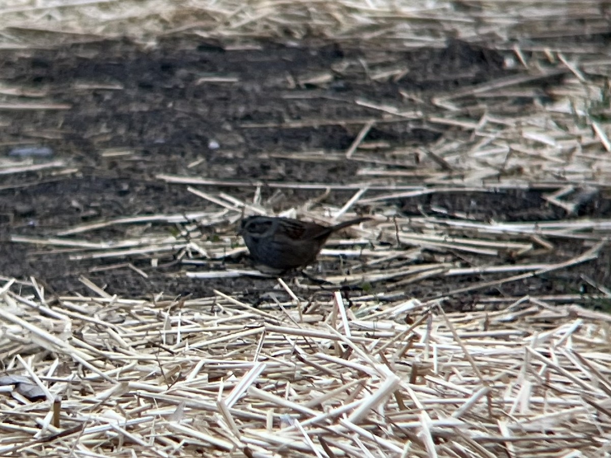 Swamp Sparrow - ML645599822