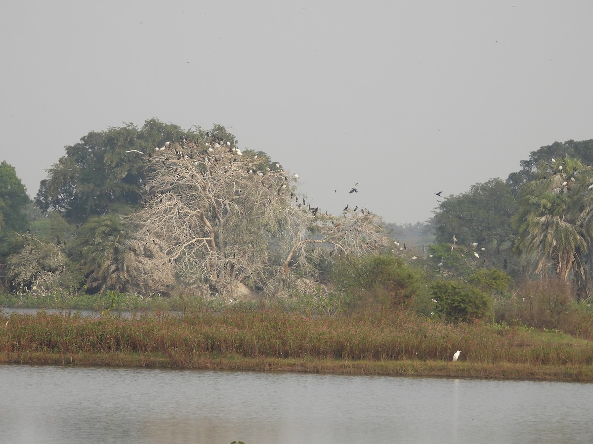 Little Cormorant - ML645599823
