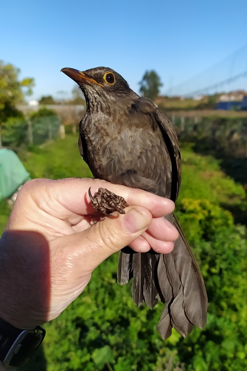 Eurasian Blackbird - ML645599824