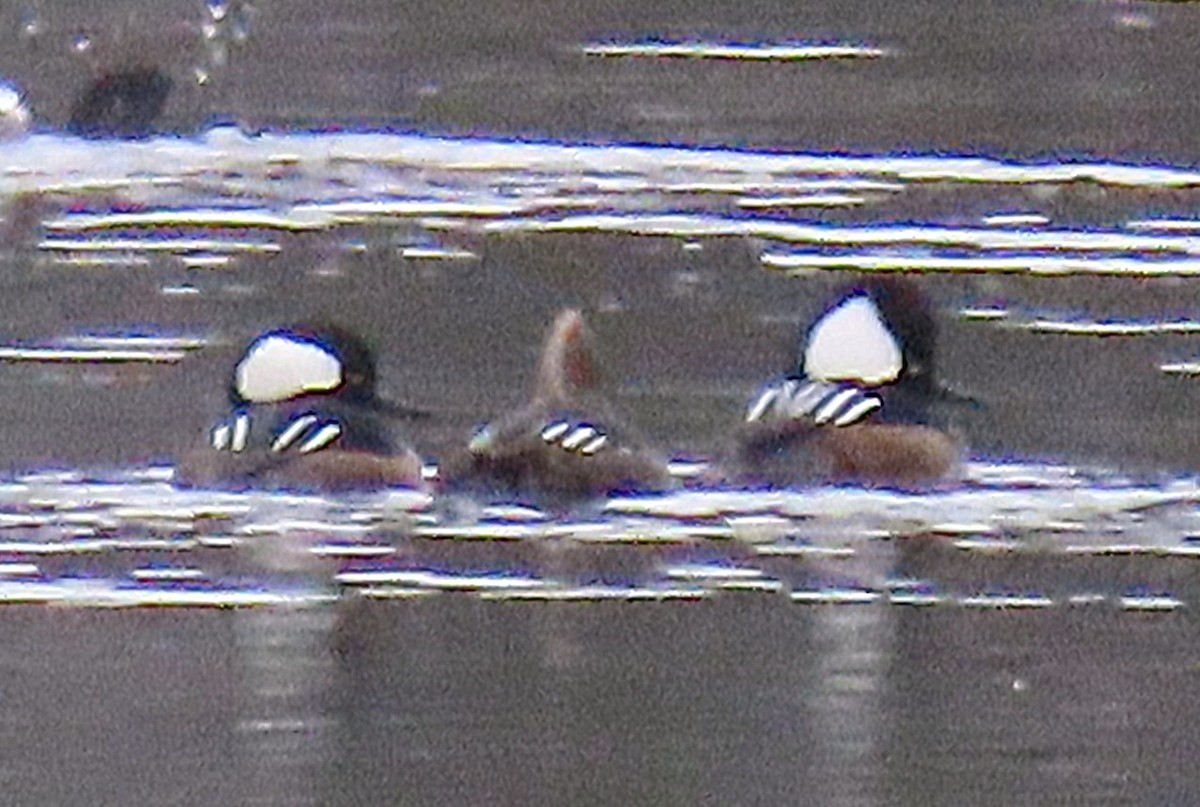 Hooded Merganser - ML645599827