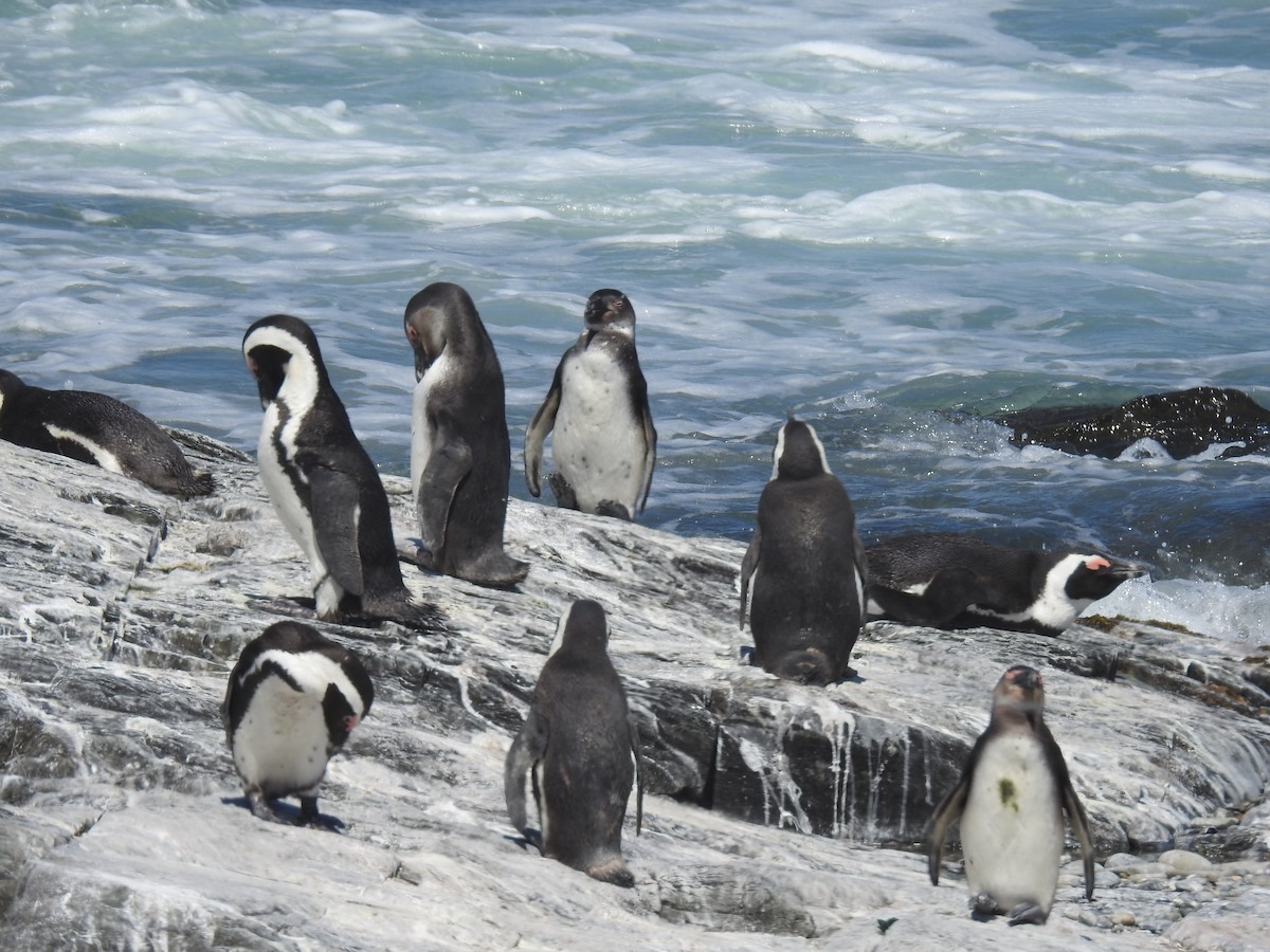 African Penguin - ML645599828