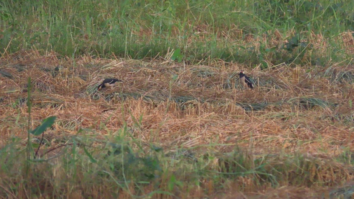 Indian Pied Starling - ML645599829