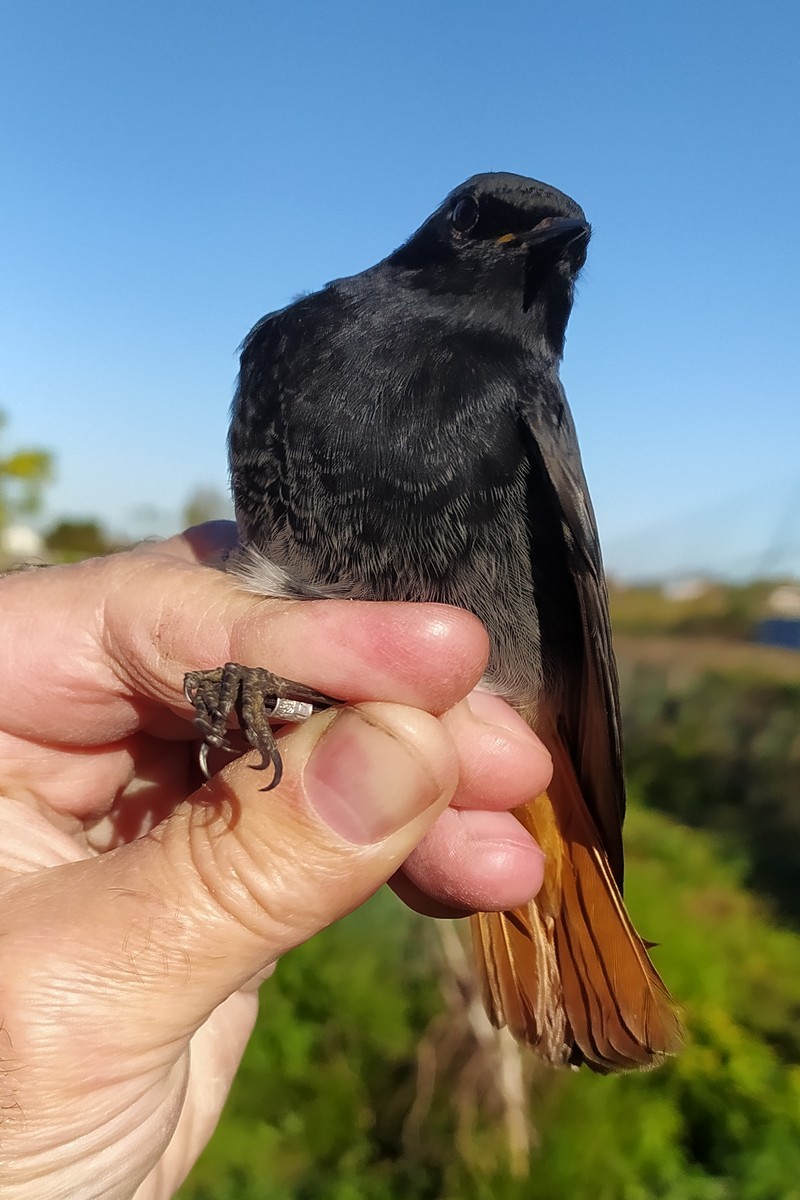 Black Redstart - ML645599830