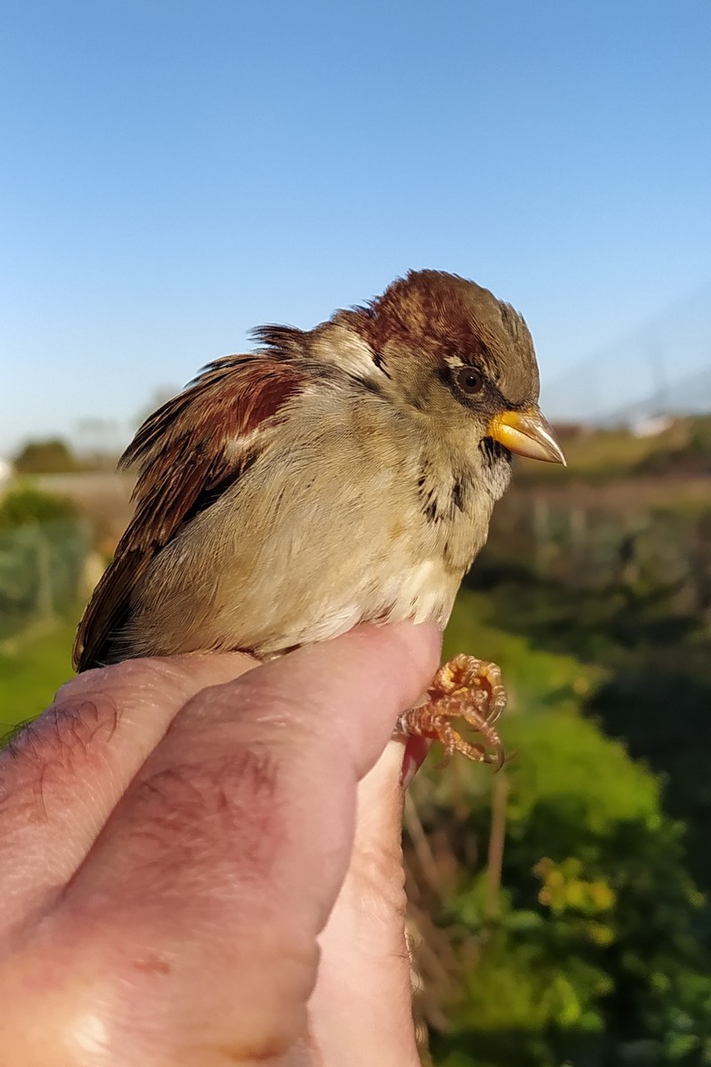 House Sparrow - ML645599832