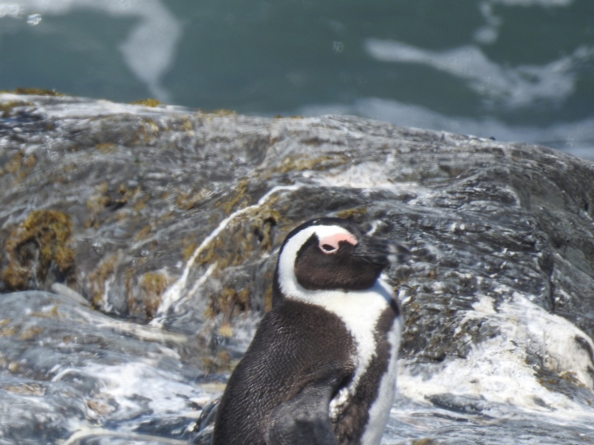 African Penguin - ML645599833