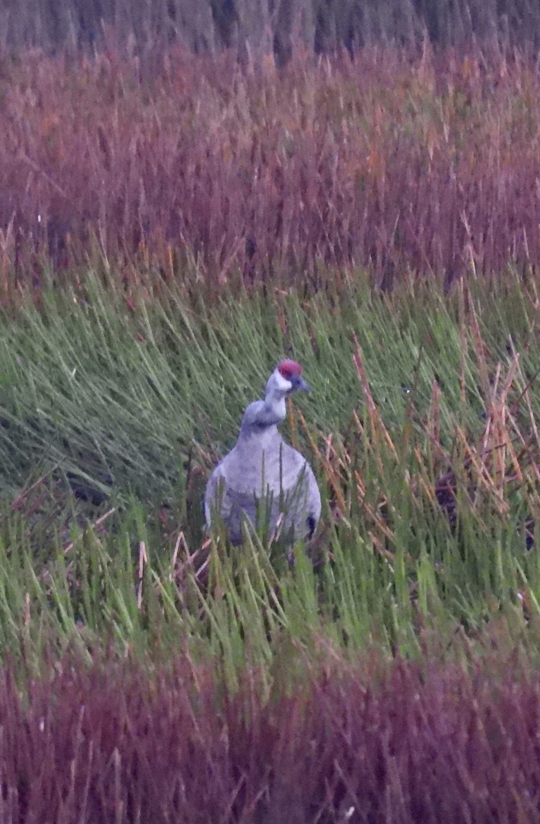 Sandhill Crane - ML645599834