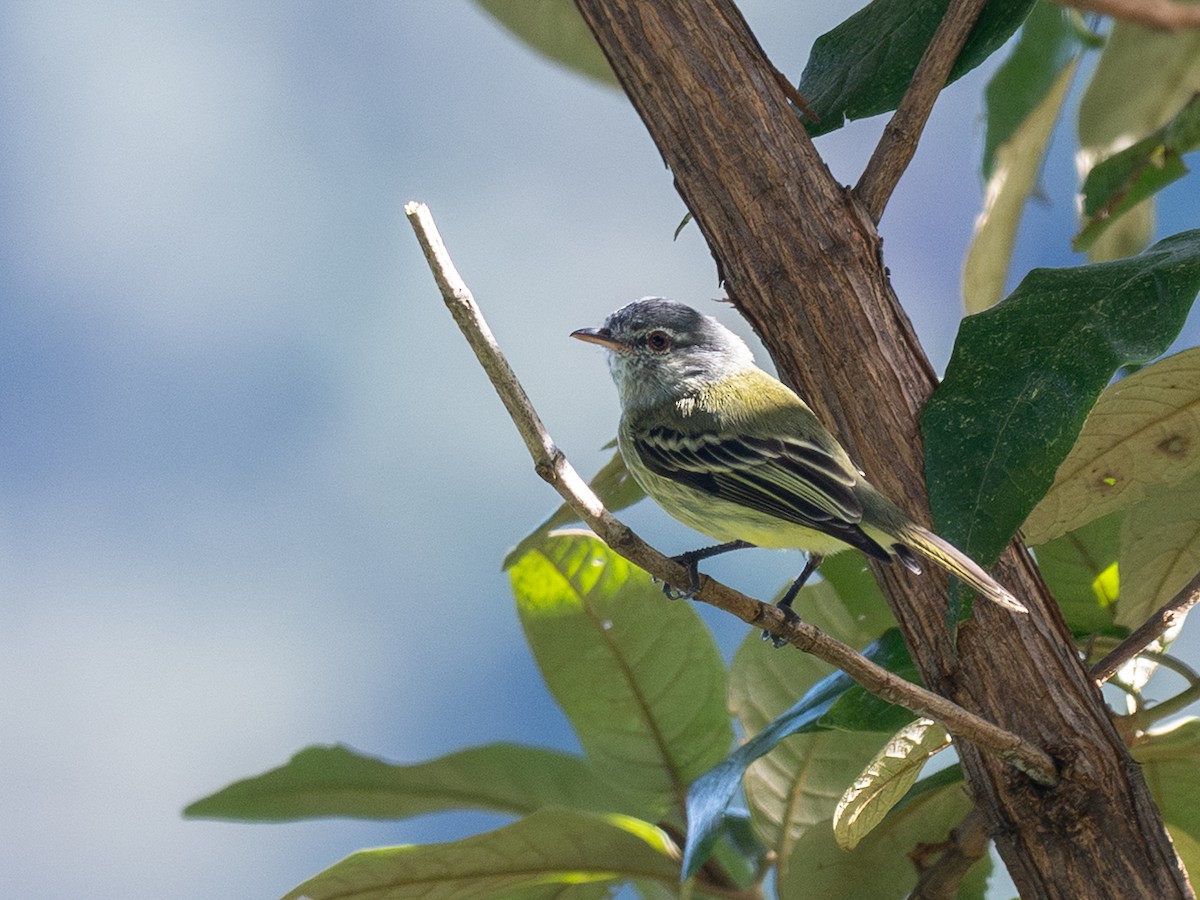 White-fronted Tyrannulet - ML645599835