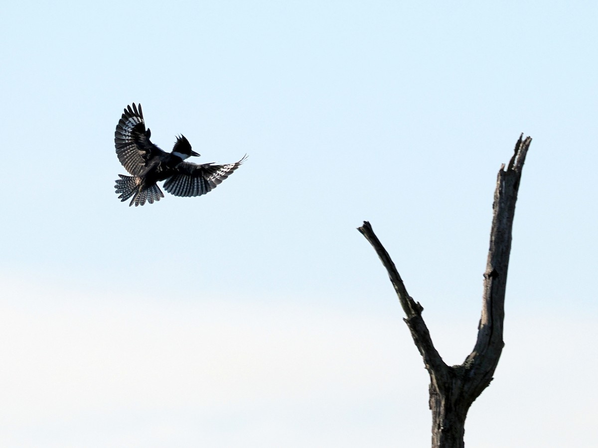 Belted Kingfisher - ML645599836