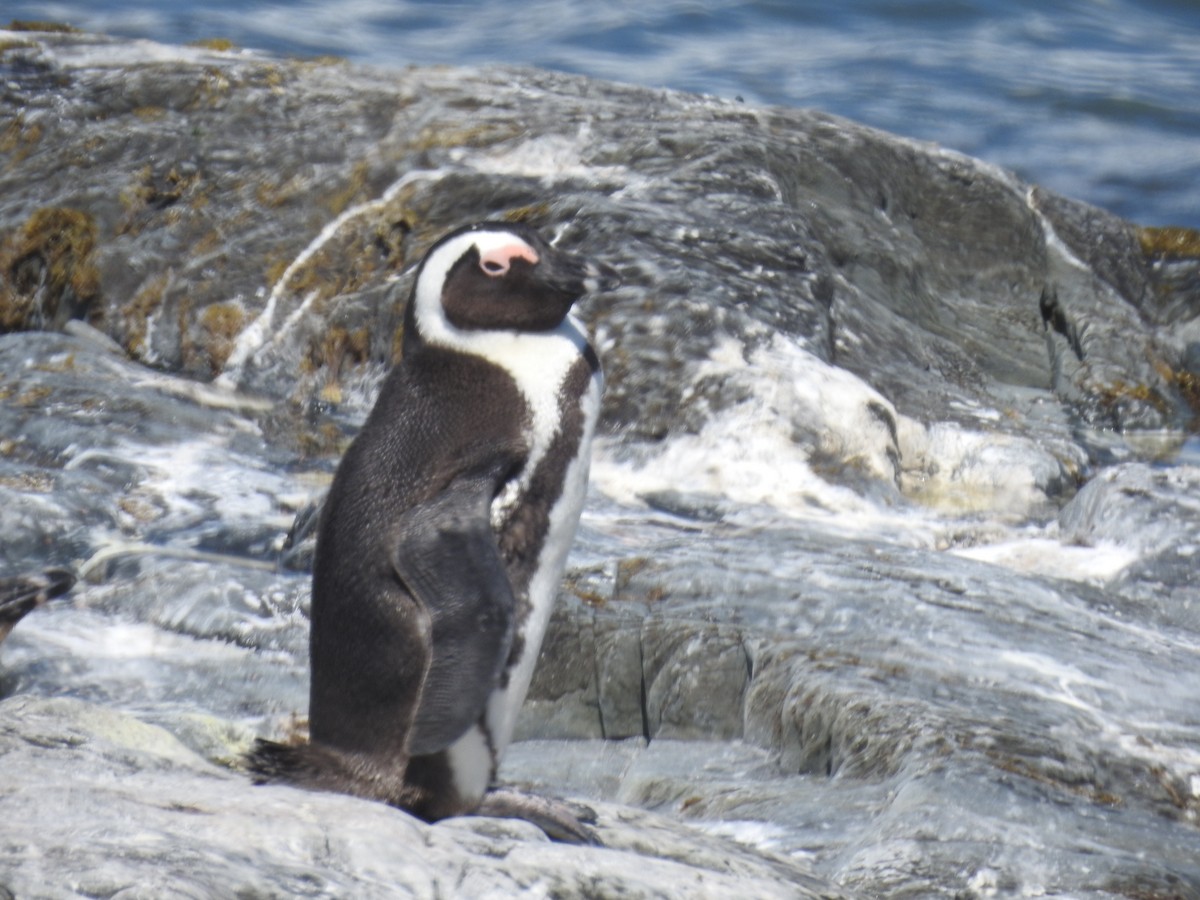 African Penguin - ML645599837