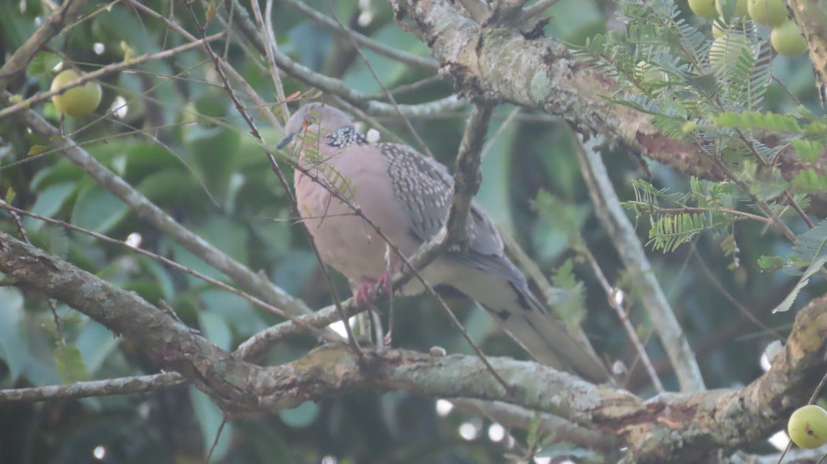 Spotted Dove - ML645599838