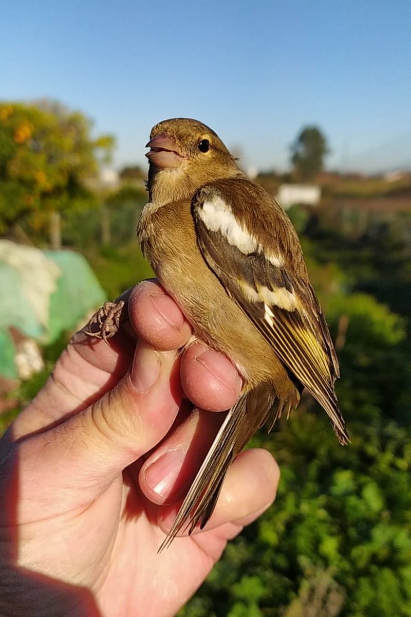 Common Chaffinch - ML645599847