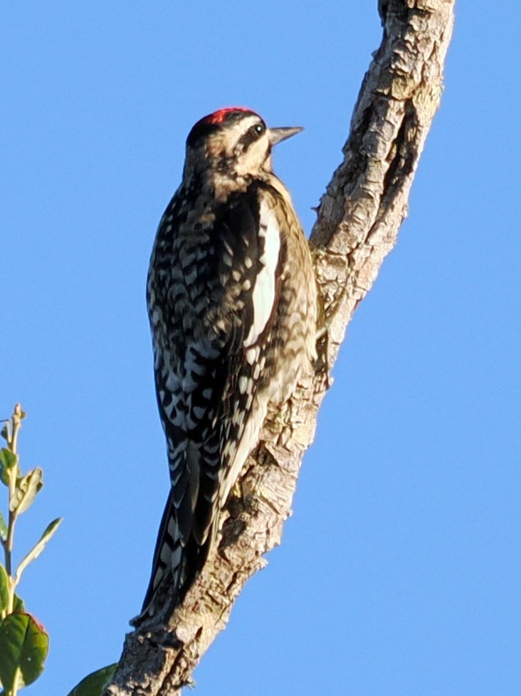 Yellow-bellied Sapsucker - ML645599849