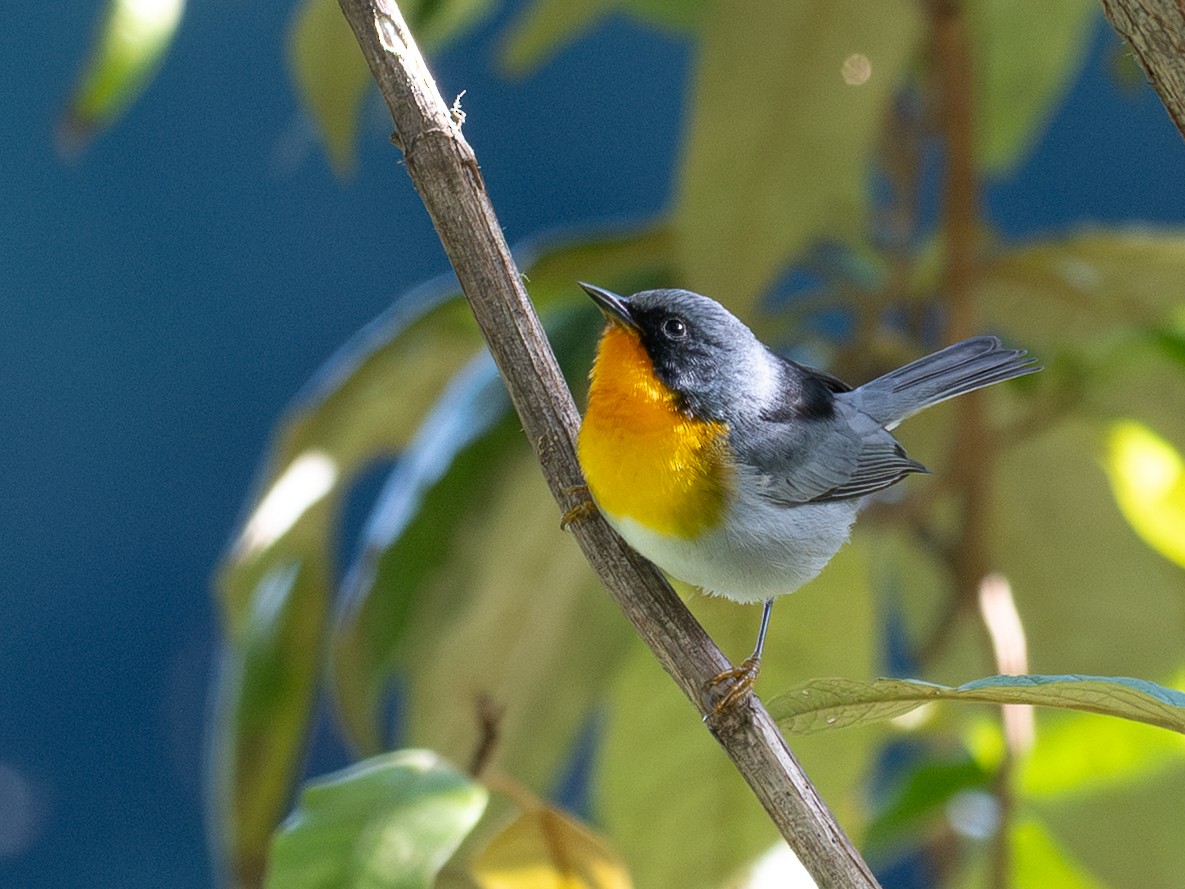 Flame-throated Warbler - ML645599850