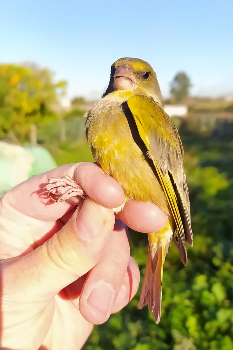 European Greenfinch - ML645599851
