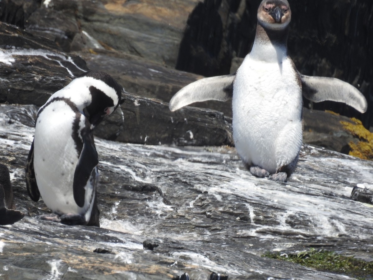 African Penguin - ML645599852