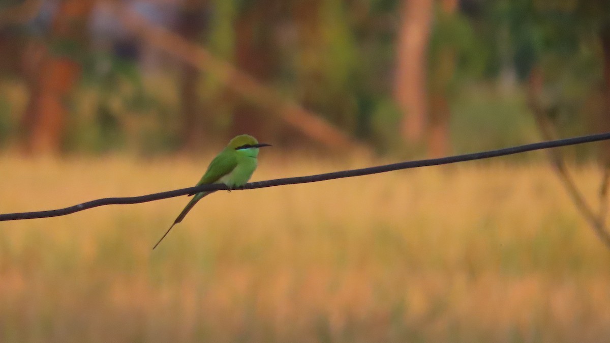 Asian Green Bee-eater - ML645599853