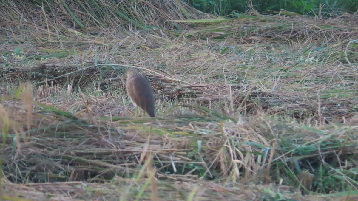 Indian Pond-Heron - ML645599858