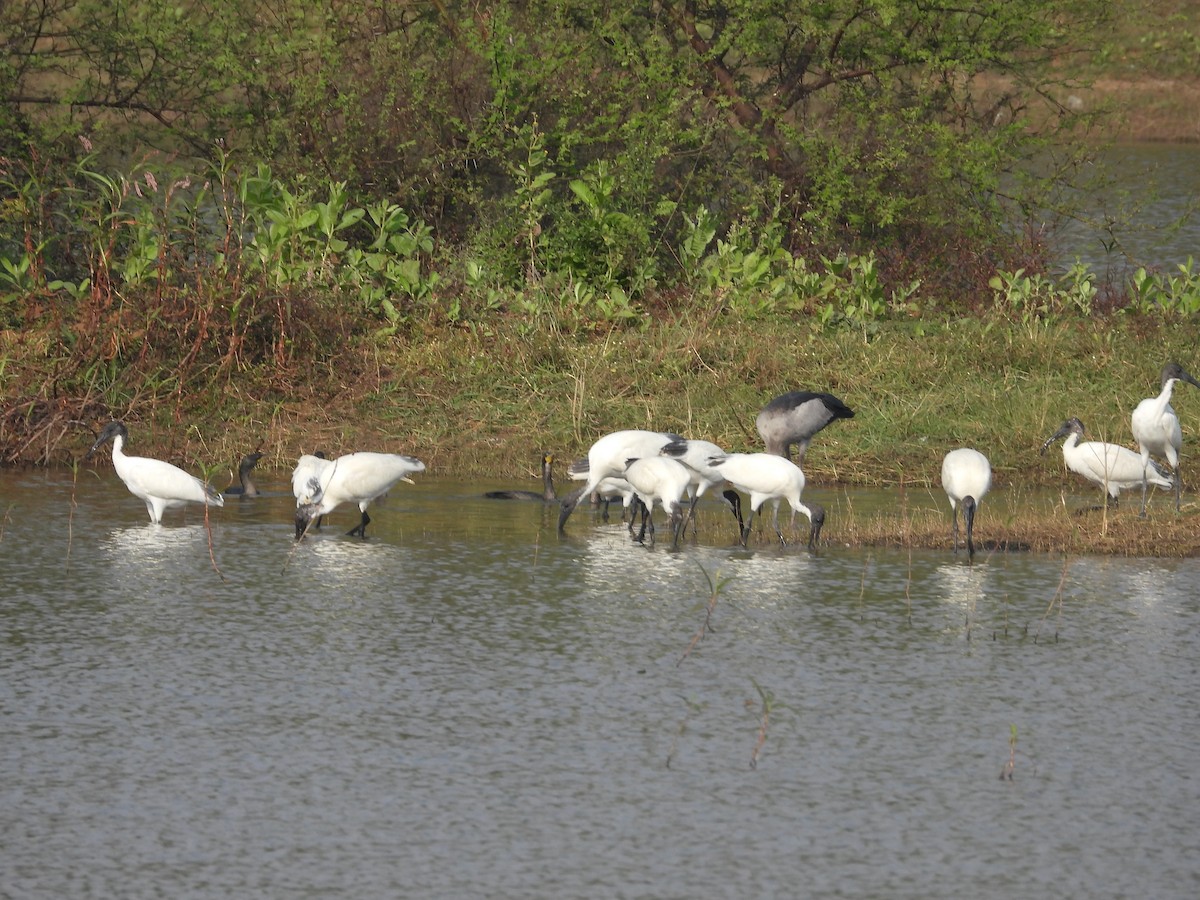 Black-headed Ibis - ML645599859