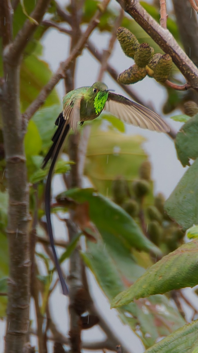 Black-tailed Trainbearer - ML645599861