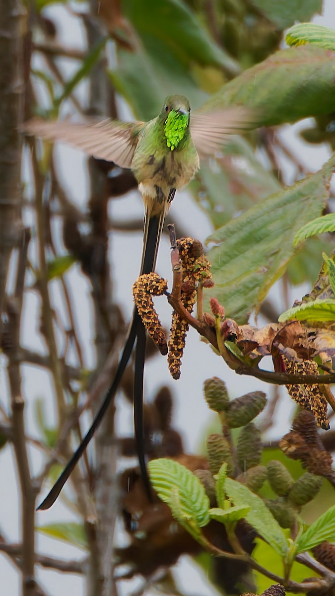 Black-tailed Trainbearer - ML645599862
