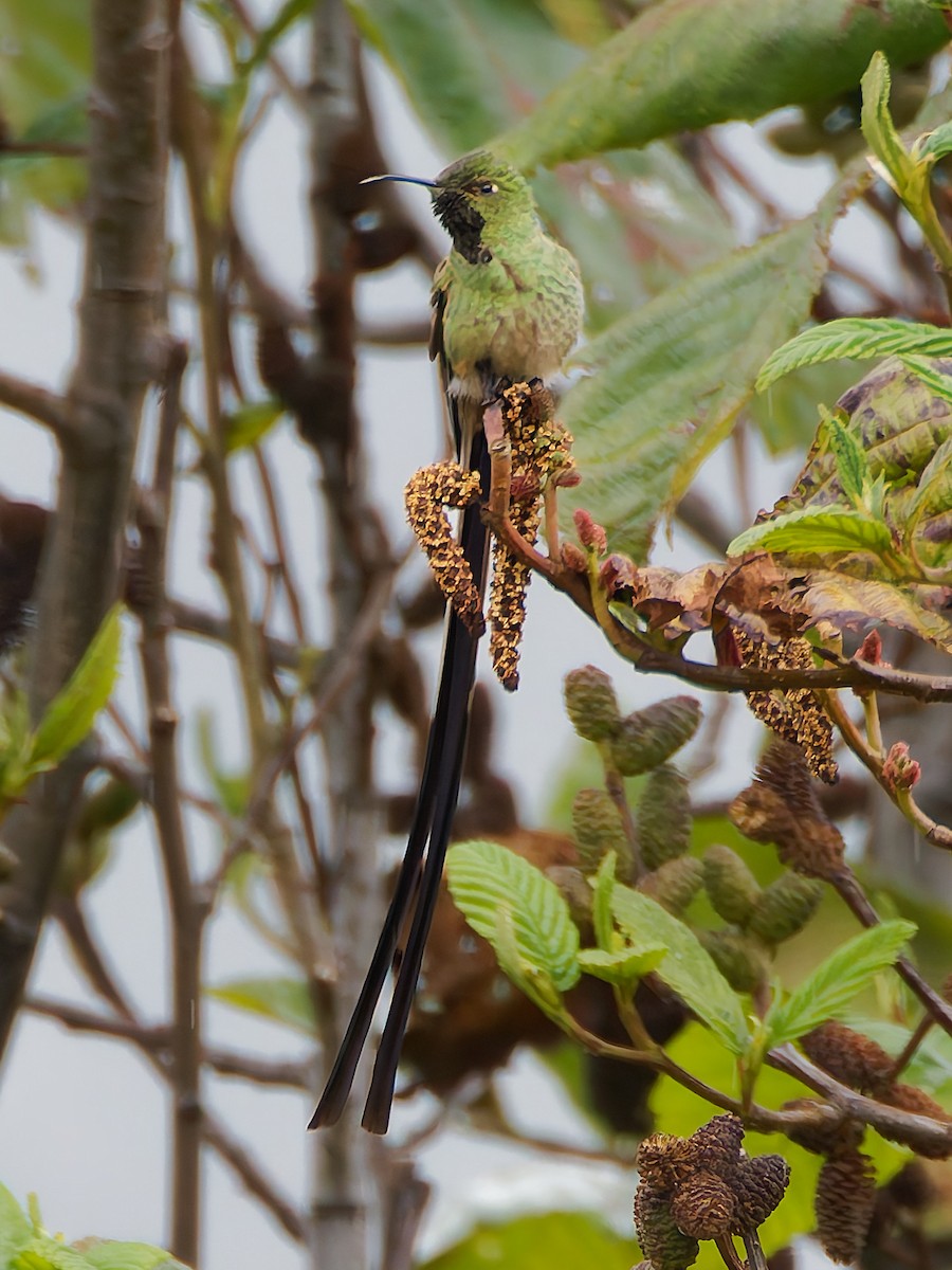 Black-tailed Trainbearer - ML645599863