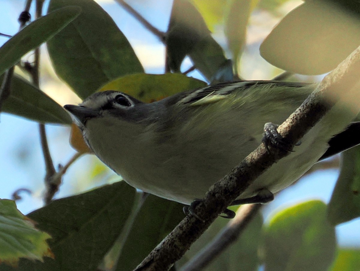 Blue-headed Vireo - ML645599864