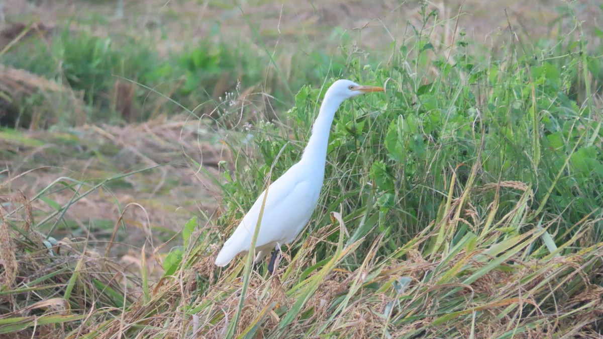 Eastern Cattle-Egret - ML645599866
