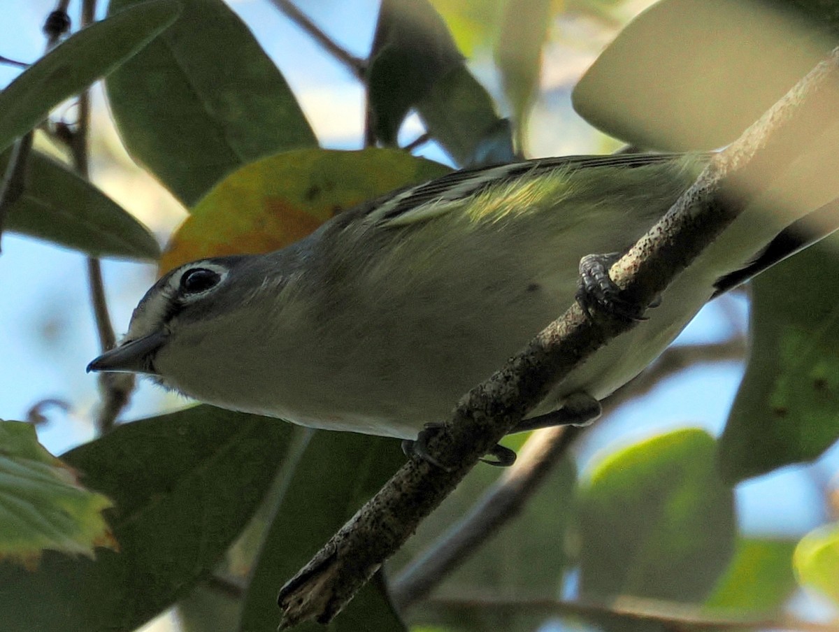 Blue-headed Vireo - ML645599867