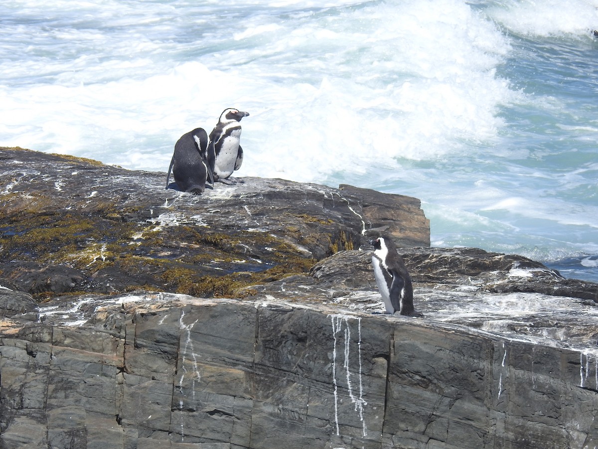 African Penguin - ML645599868