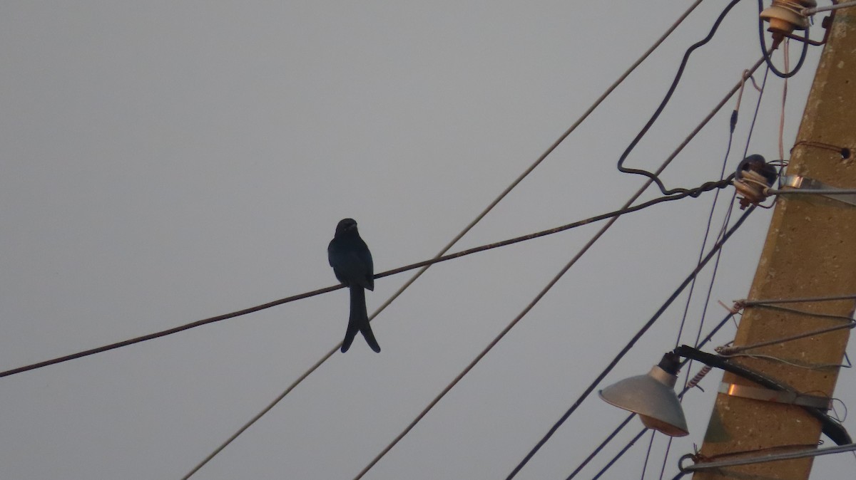 Black Drongo - ML645599875