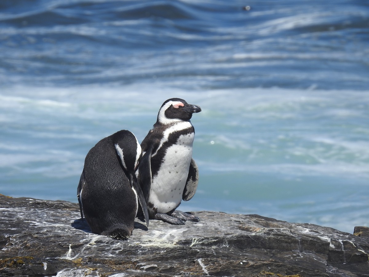 African Penguin - ML645599877