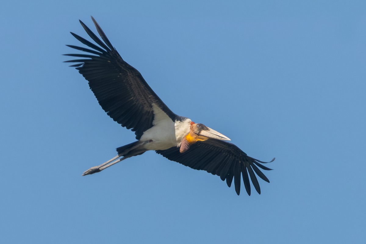 Greater Adjutant - ML645599880