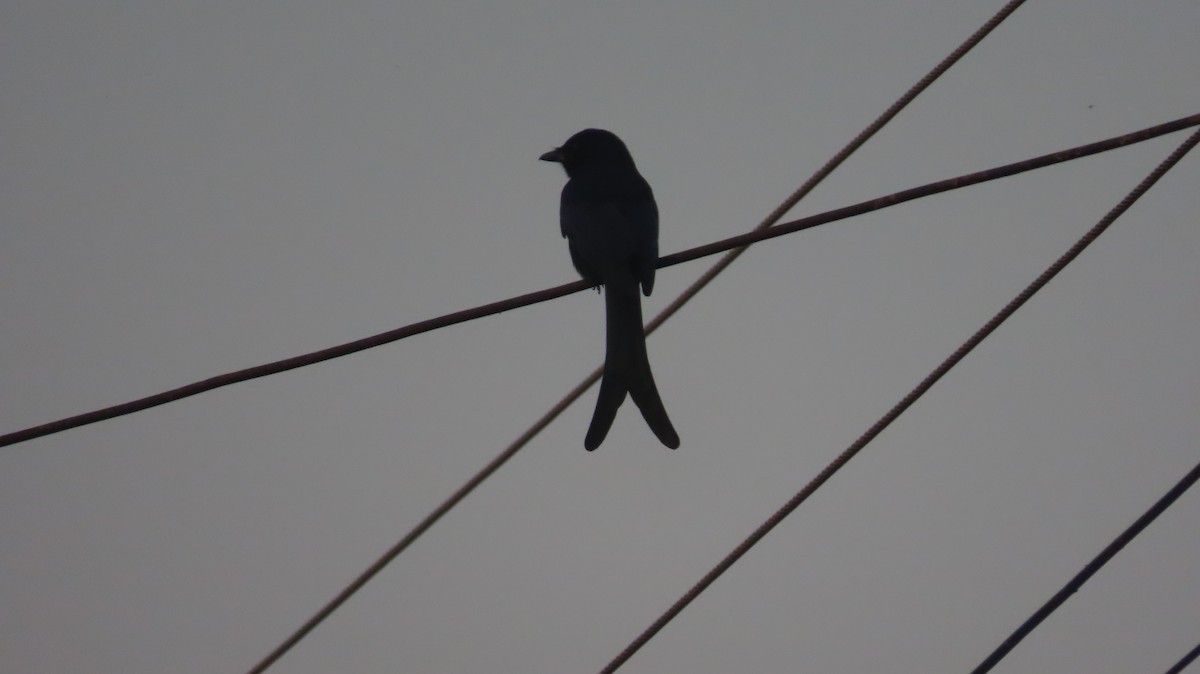 Black Drongo - ML645599881