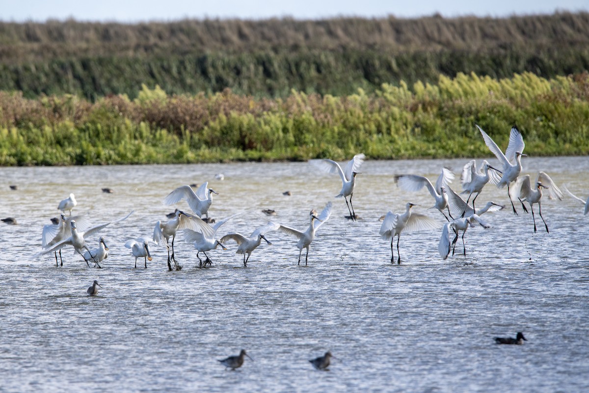 Eurasian Spoonbill - ML645599882