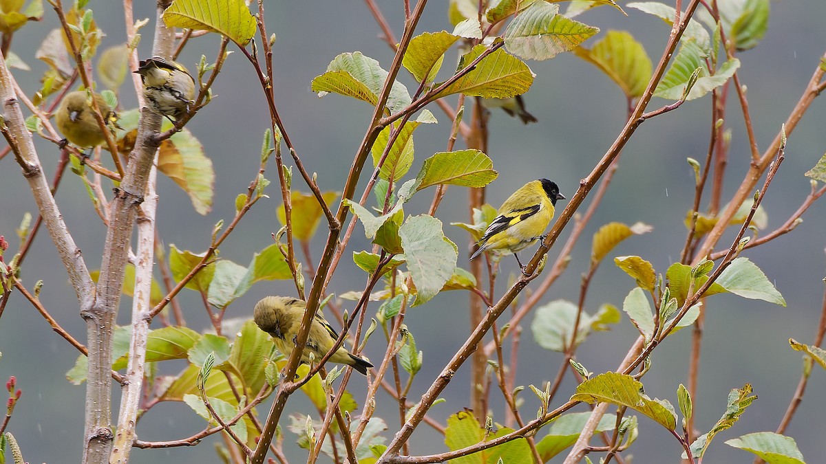 Hooded Siskin - ML645599884