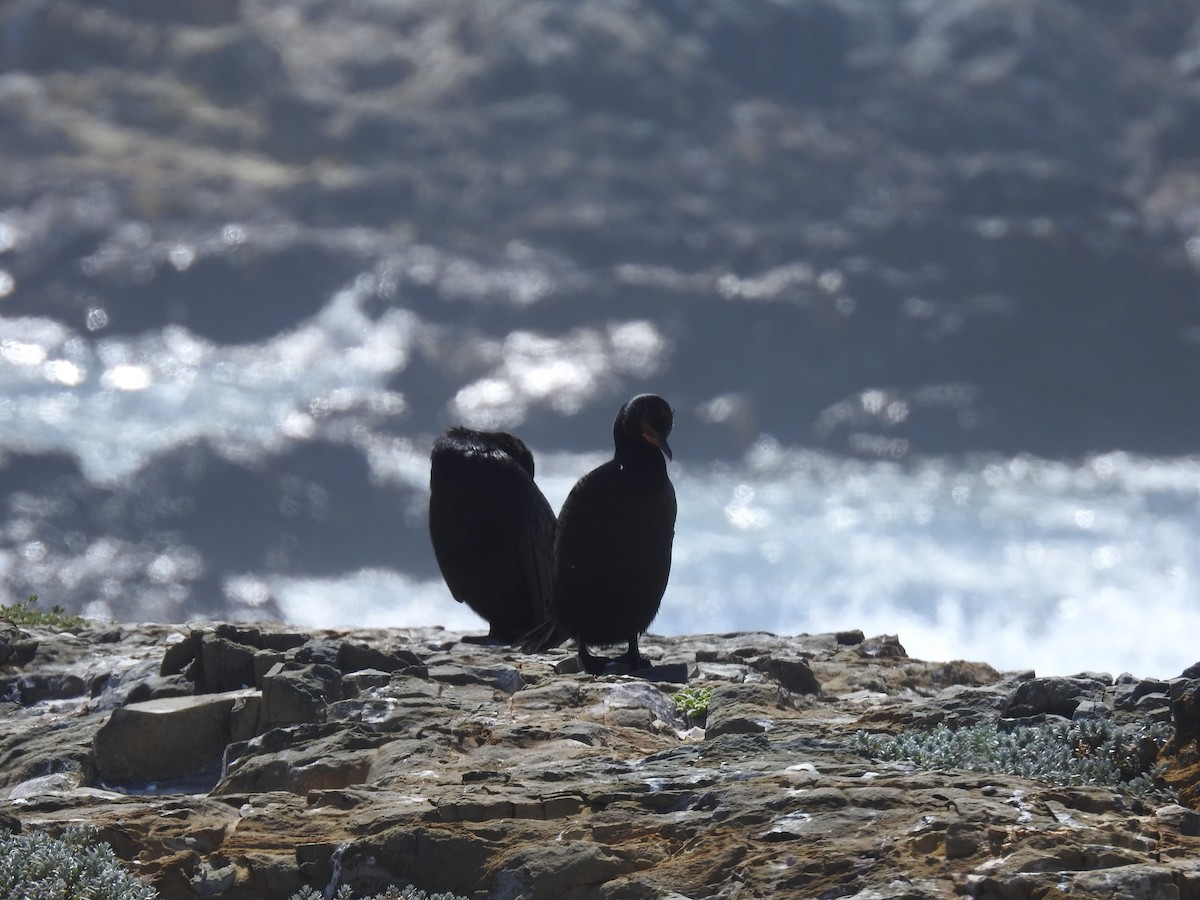 Cape Cormorant - ML645599885