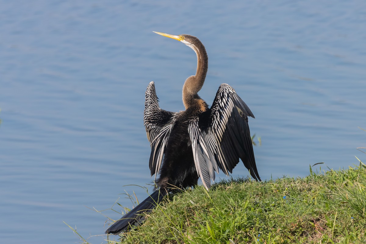 Oriental Darter - ML645599886