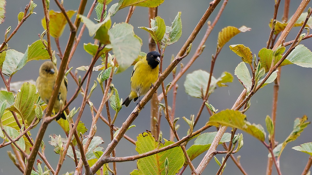 čížek jihoamerický - ML645599887