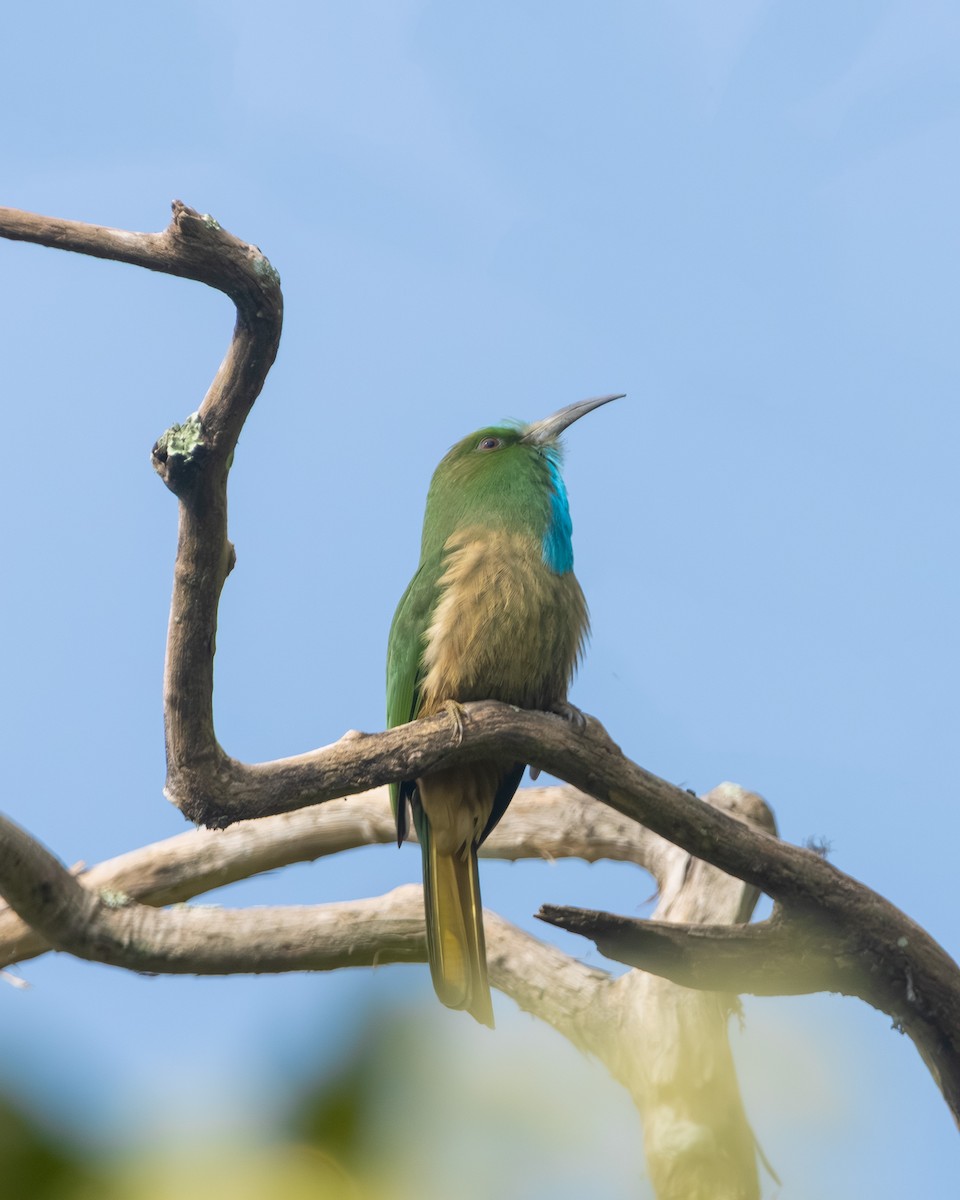 Blue-bearded Bee-eater - ML645599888