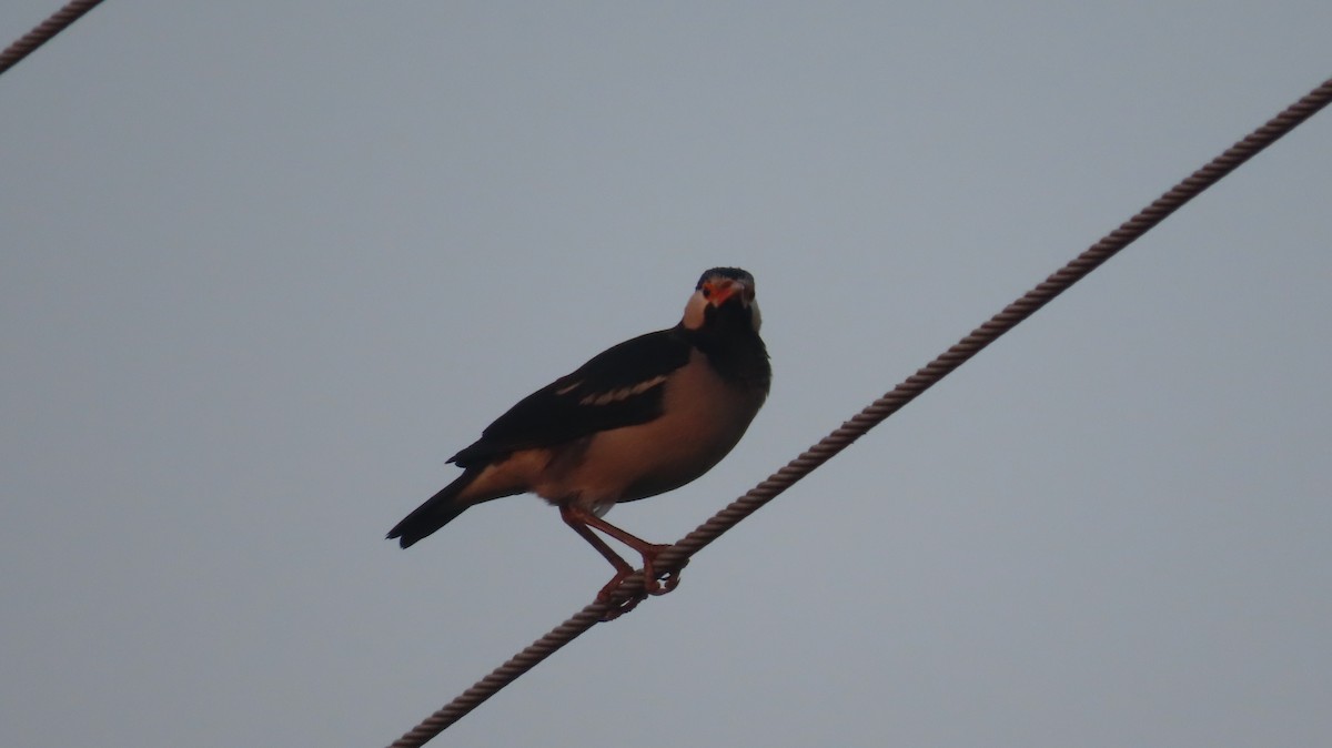 Indian Pied Starling - ML645599890