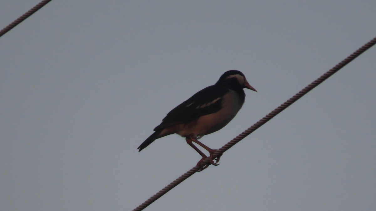 Indian Pied Starling - ML645599891