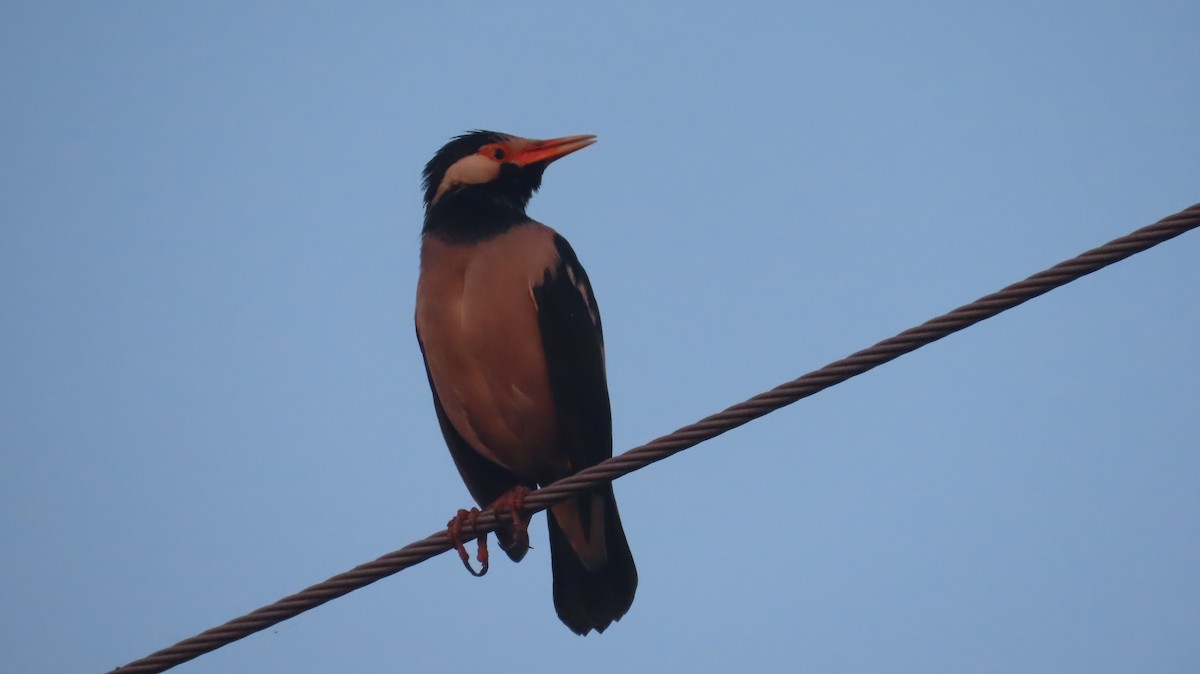 Indian Pied Starling - ML645599894
