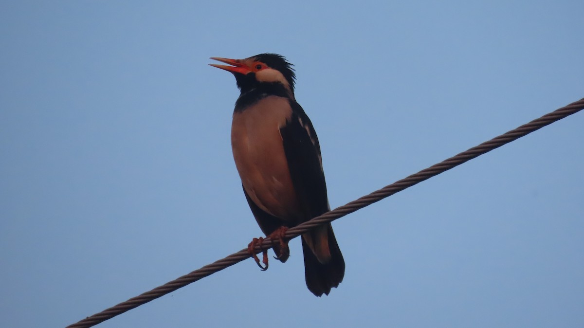 Indian Pied Starling - ML645599895