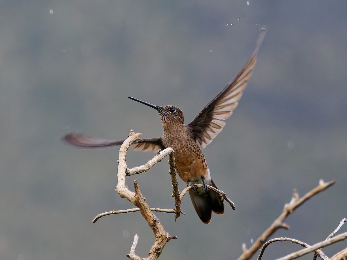 Giant Hummingbird - ML645599902