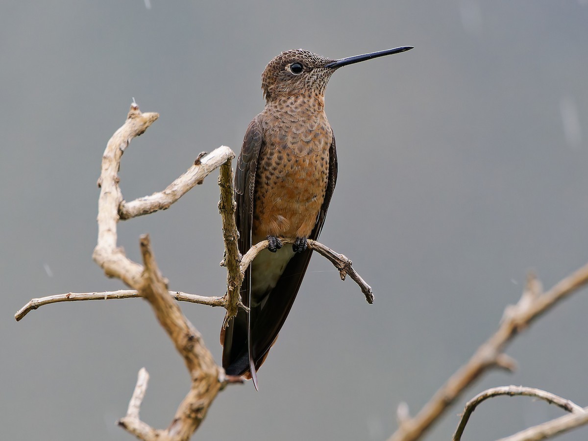 Giant Hummingbird - ML645599903