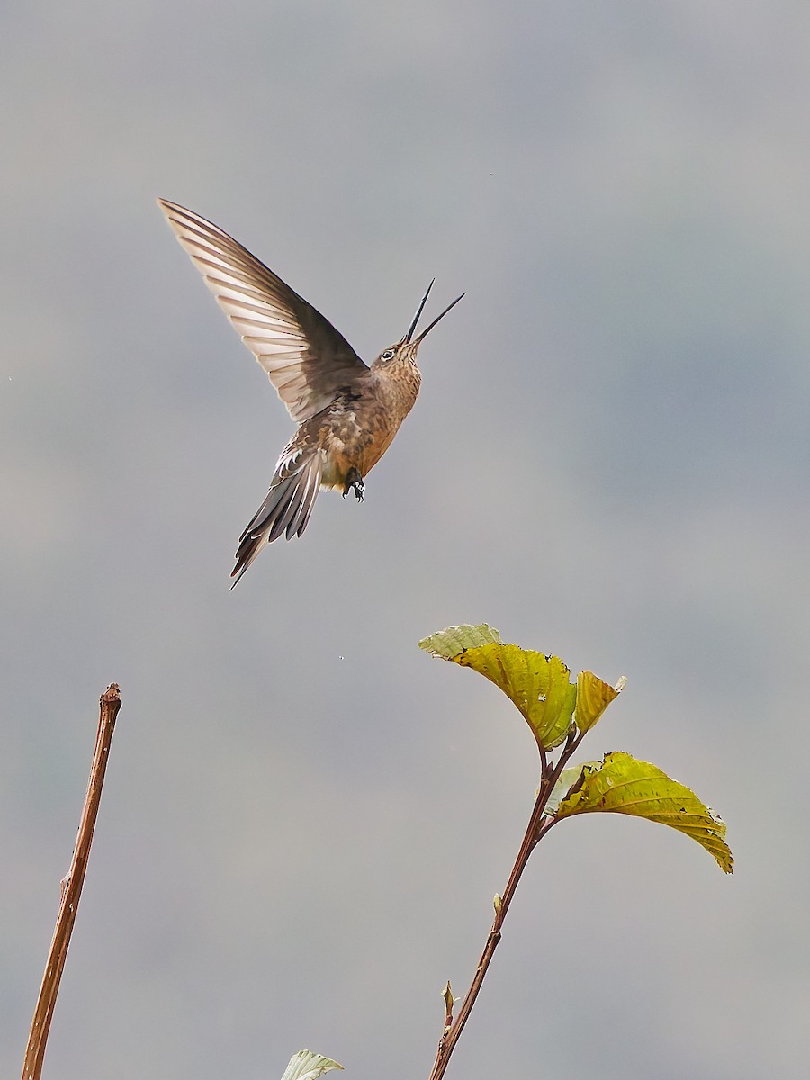Giant Hummingbird - ML645599916
