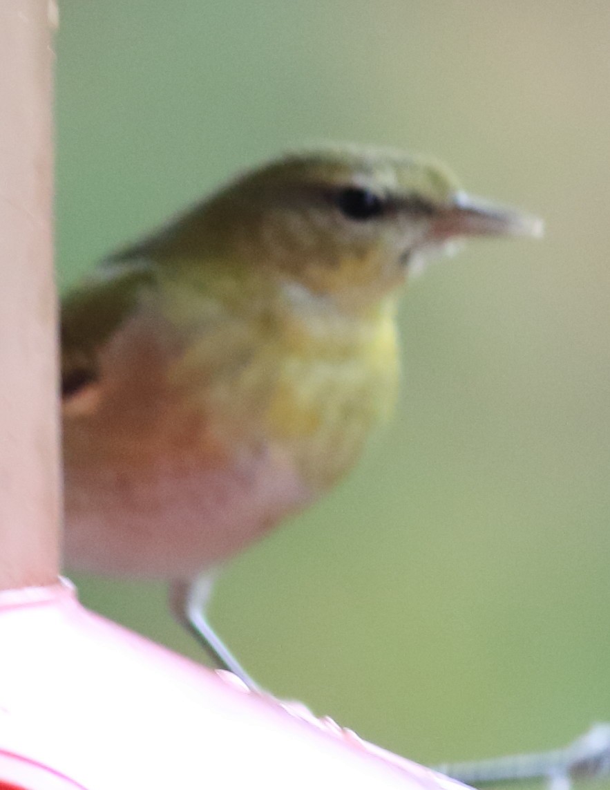 Червоїд світлобровий - ML645599920