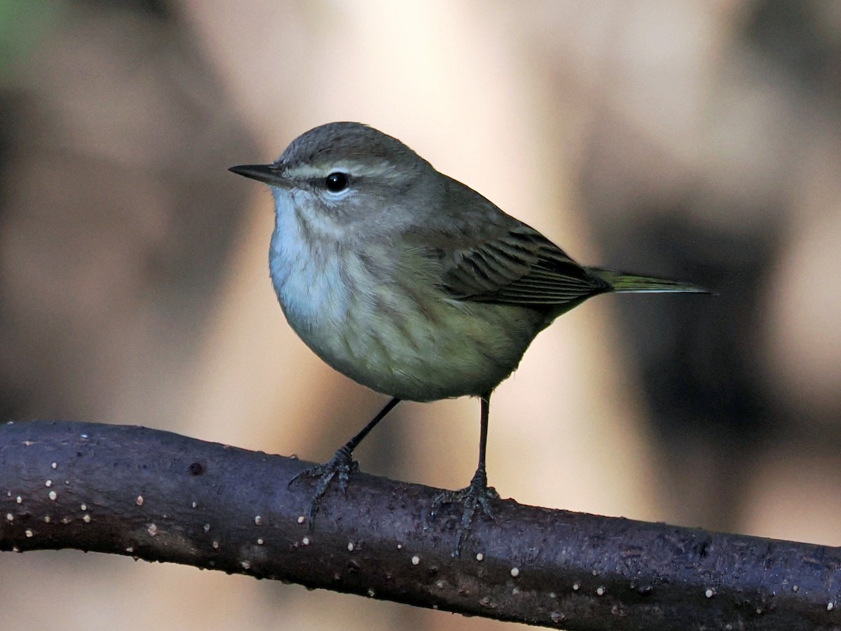 Palm Warbler - ML645599931