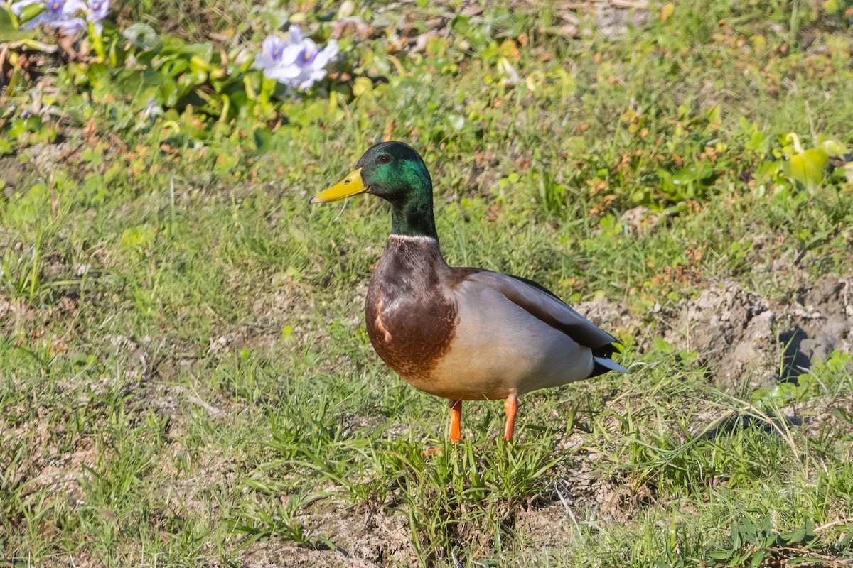 Mallard - ML645599934