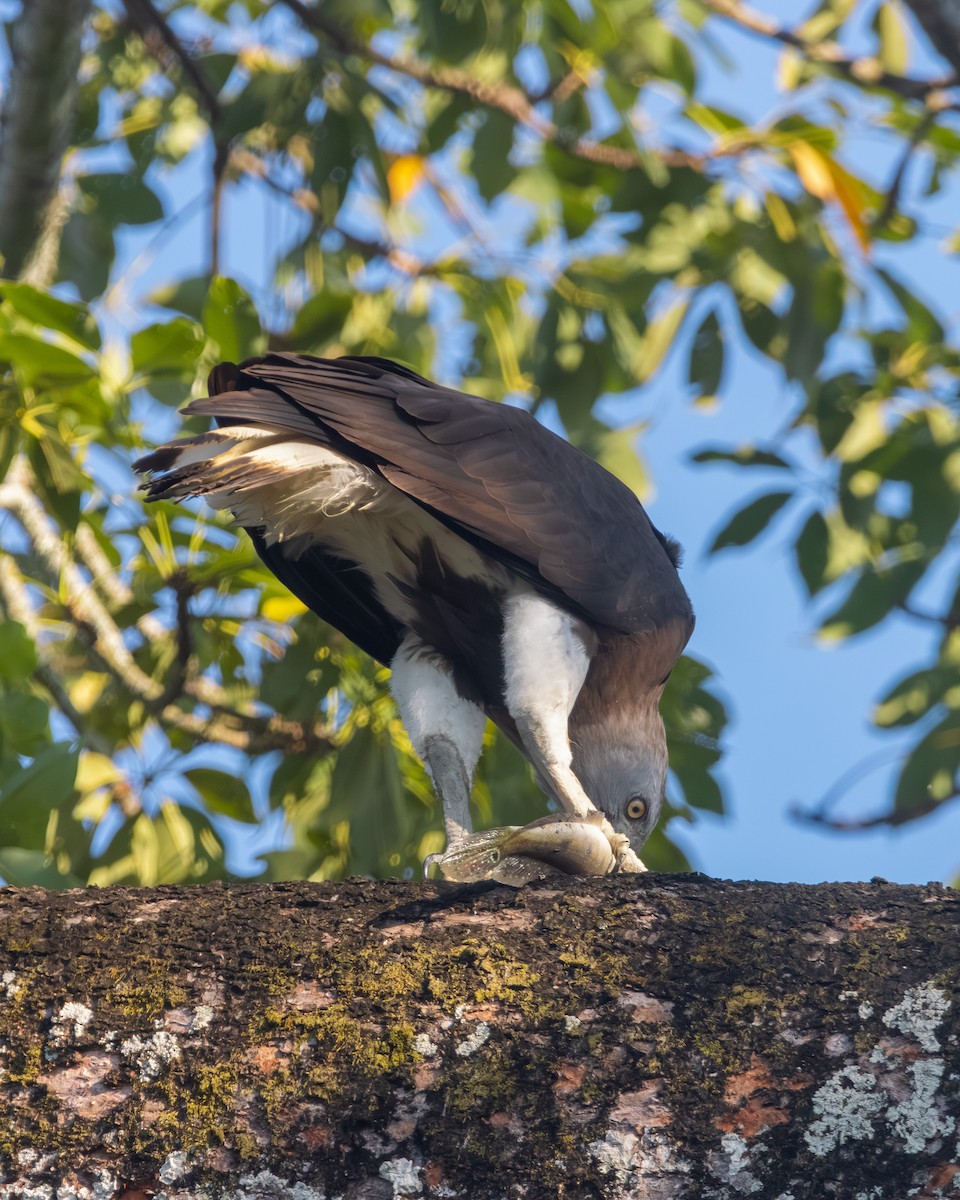 Gray-headed Fish-Eagle - ML645599938
